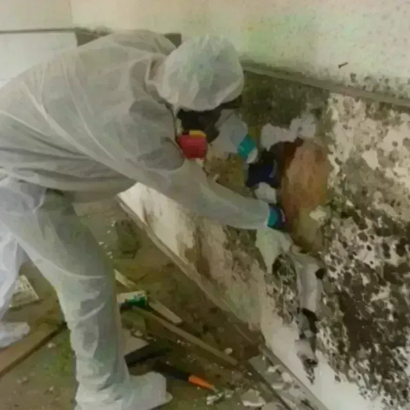 Mold Remediation and Removal in Dunnellon, FL